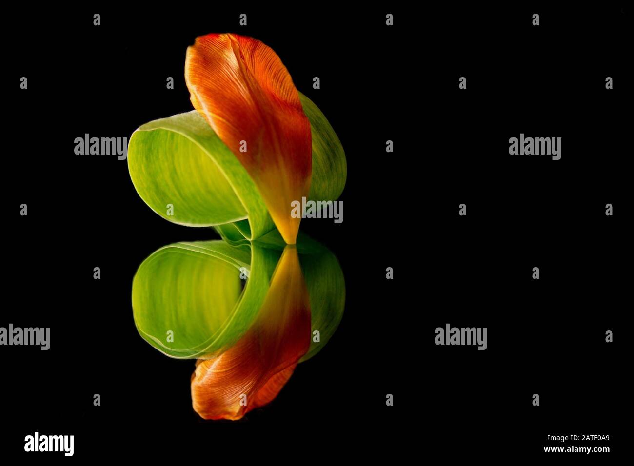 Tulipano la mia visione - tulipano arancione petalo e foglia su uno specchio sfondo nero Foto Stock