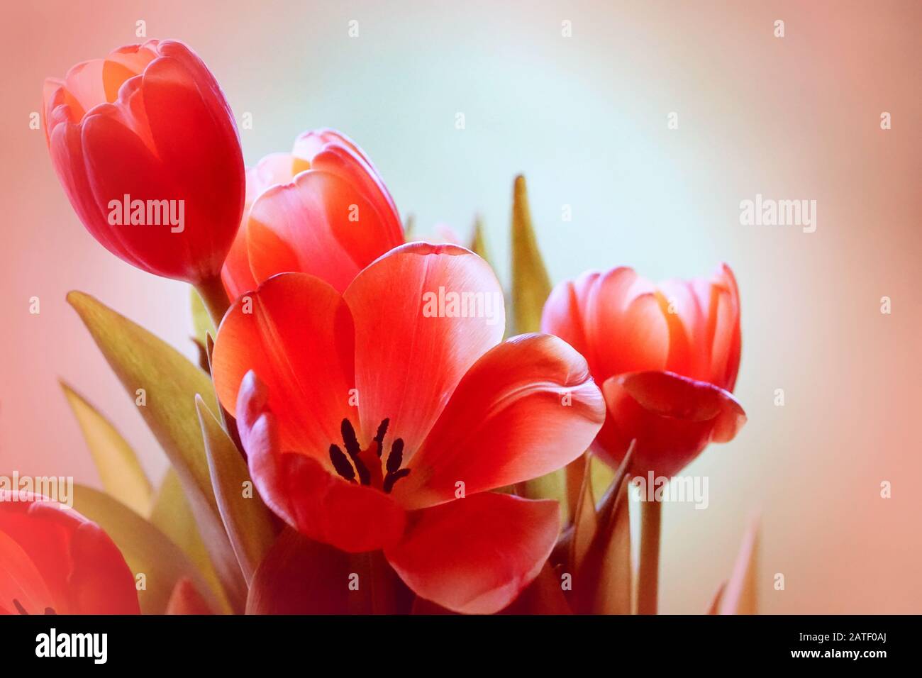 Fantastici tulipani arancioni morbidi su uno sfondo morbido arancione e bianco Foto Stock