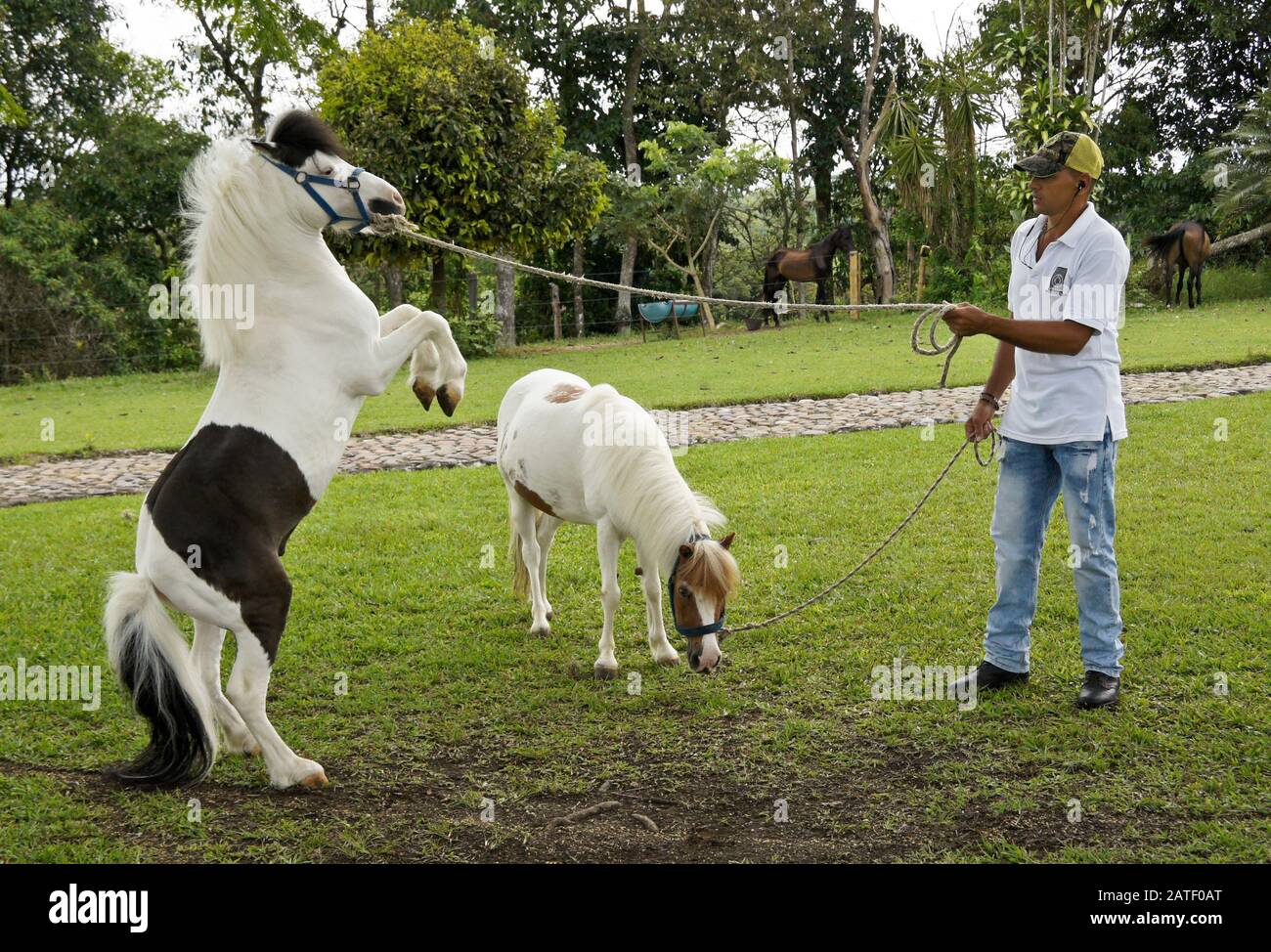 Allenatore con cavalli in miniatura Falabella (stallone e mare) a Criadero Providencia, Pereira, Dipartimento Quindio, Colombia Foto Stock