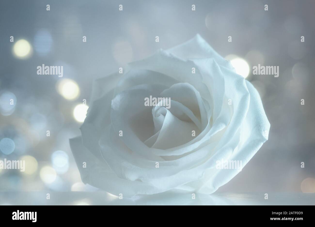 Primo piano di una rosa bianca pura su uno specchio in uno sfondo bianco e blu luminoso Foto Stock