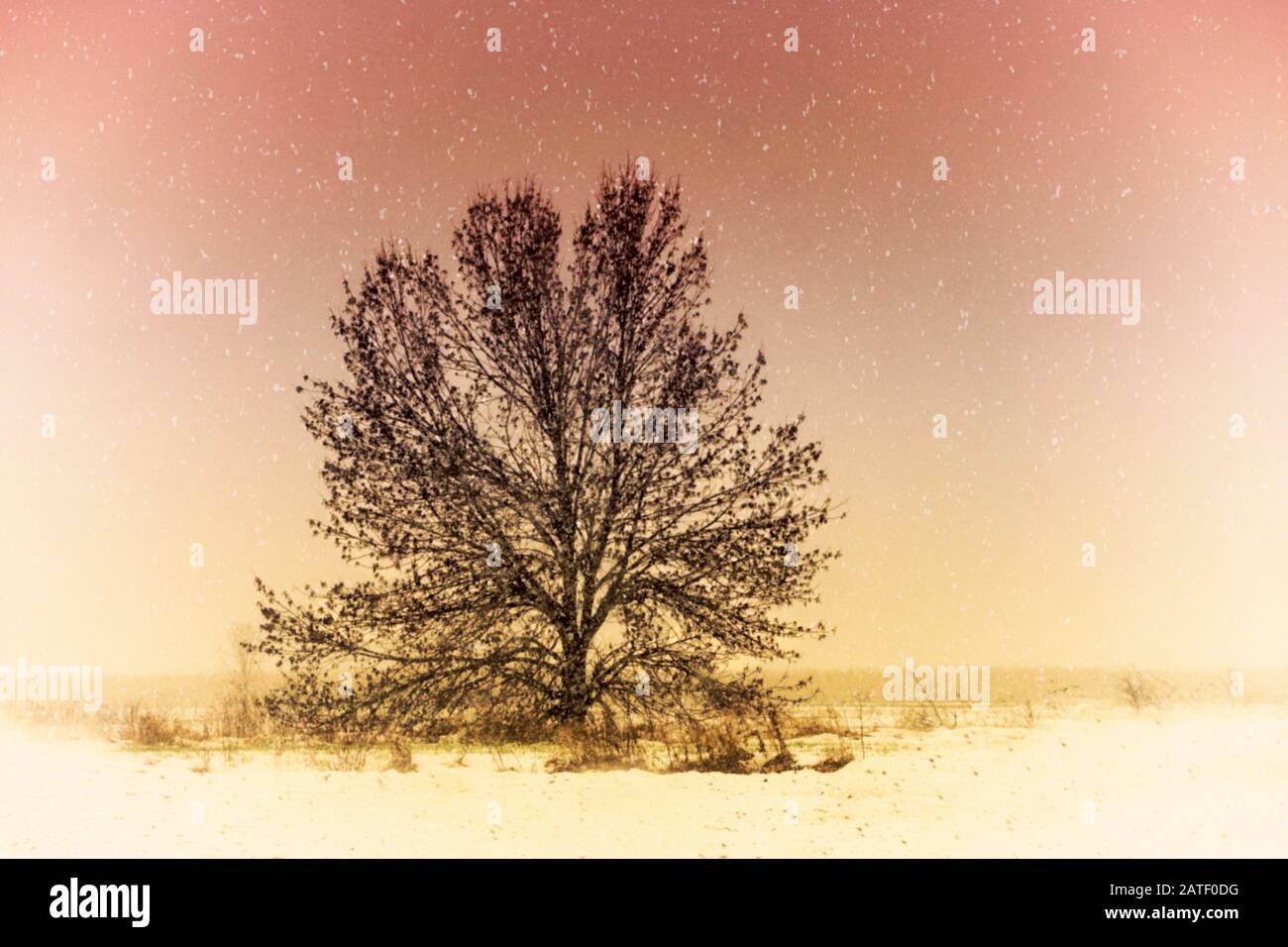 Un bellissimo paesaggio di un albero isolato nella prima nevicata invernale Foto Stock