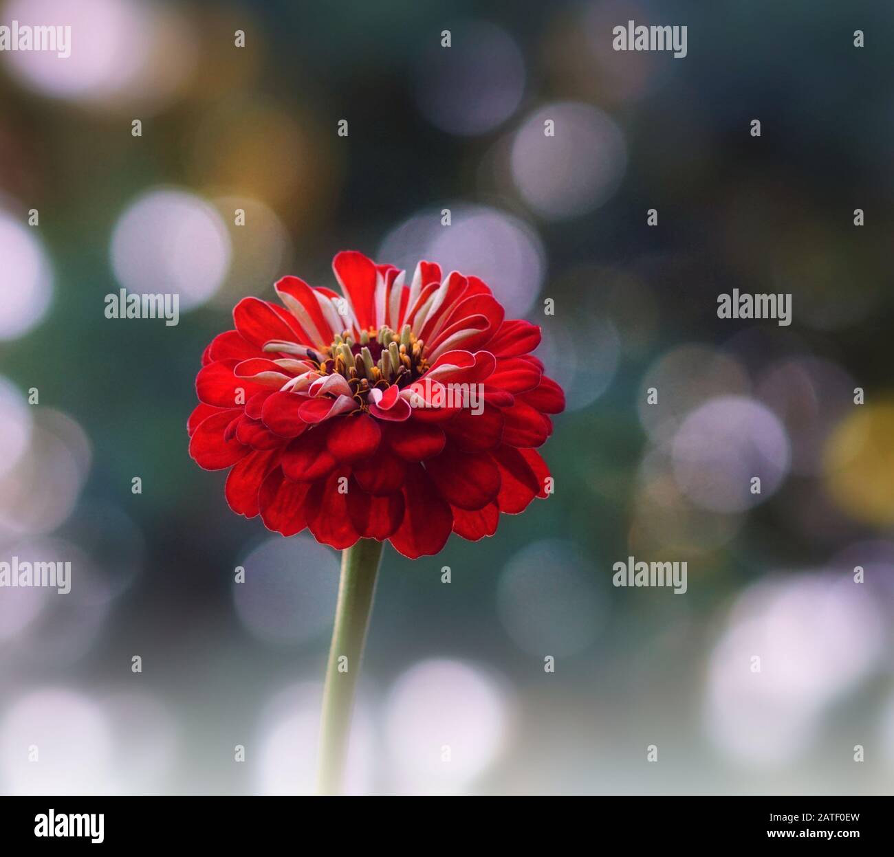 Primo piano di un bel fiore di zinnia rossa in uno sfondo luminoso bokeh Foto Stock