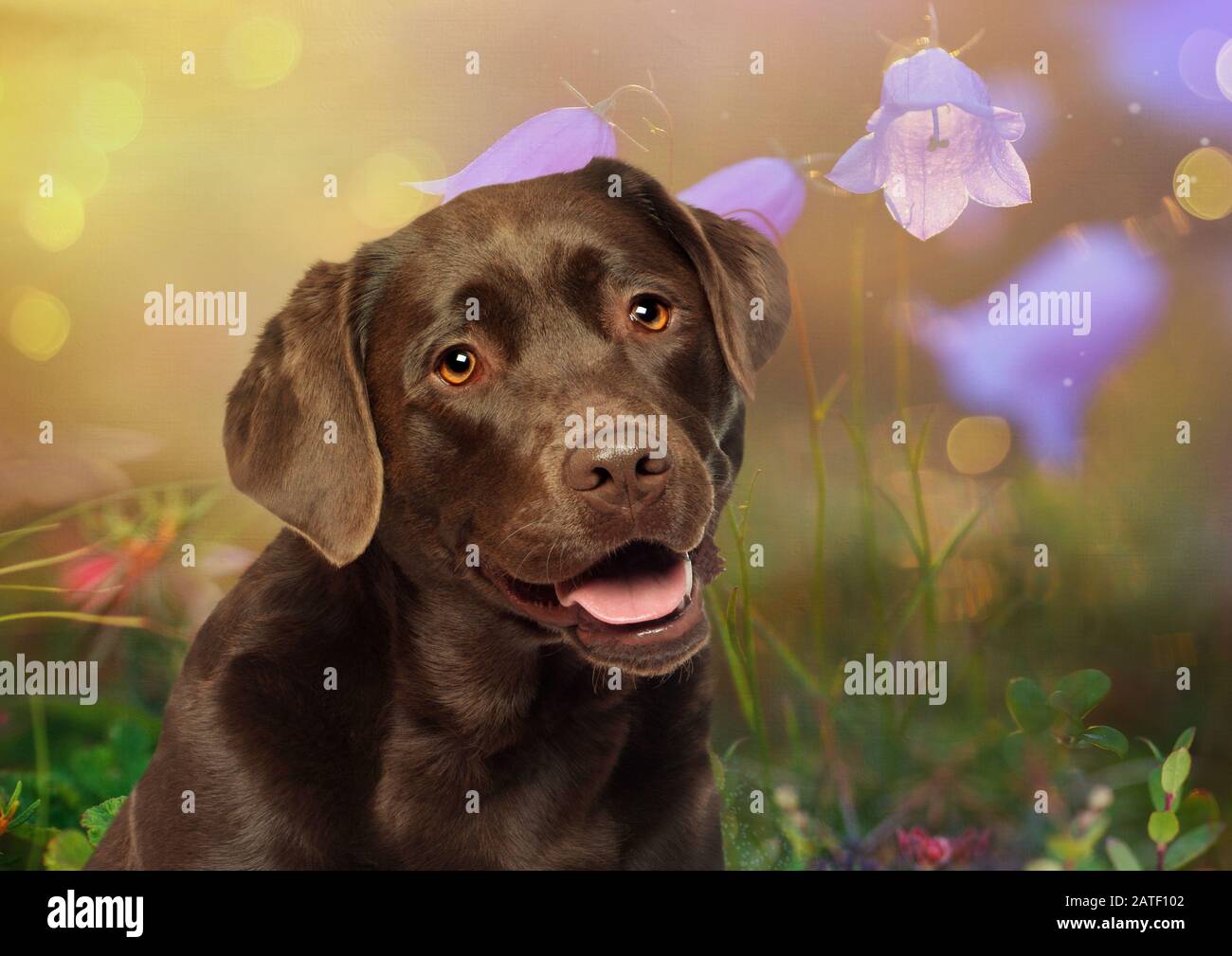 Custodia Per IPhone 13 Con Stampa Ritratto Di Labrador Retriever - Cover Protettiva A Portafoglio, Antiurto, Antigraffio