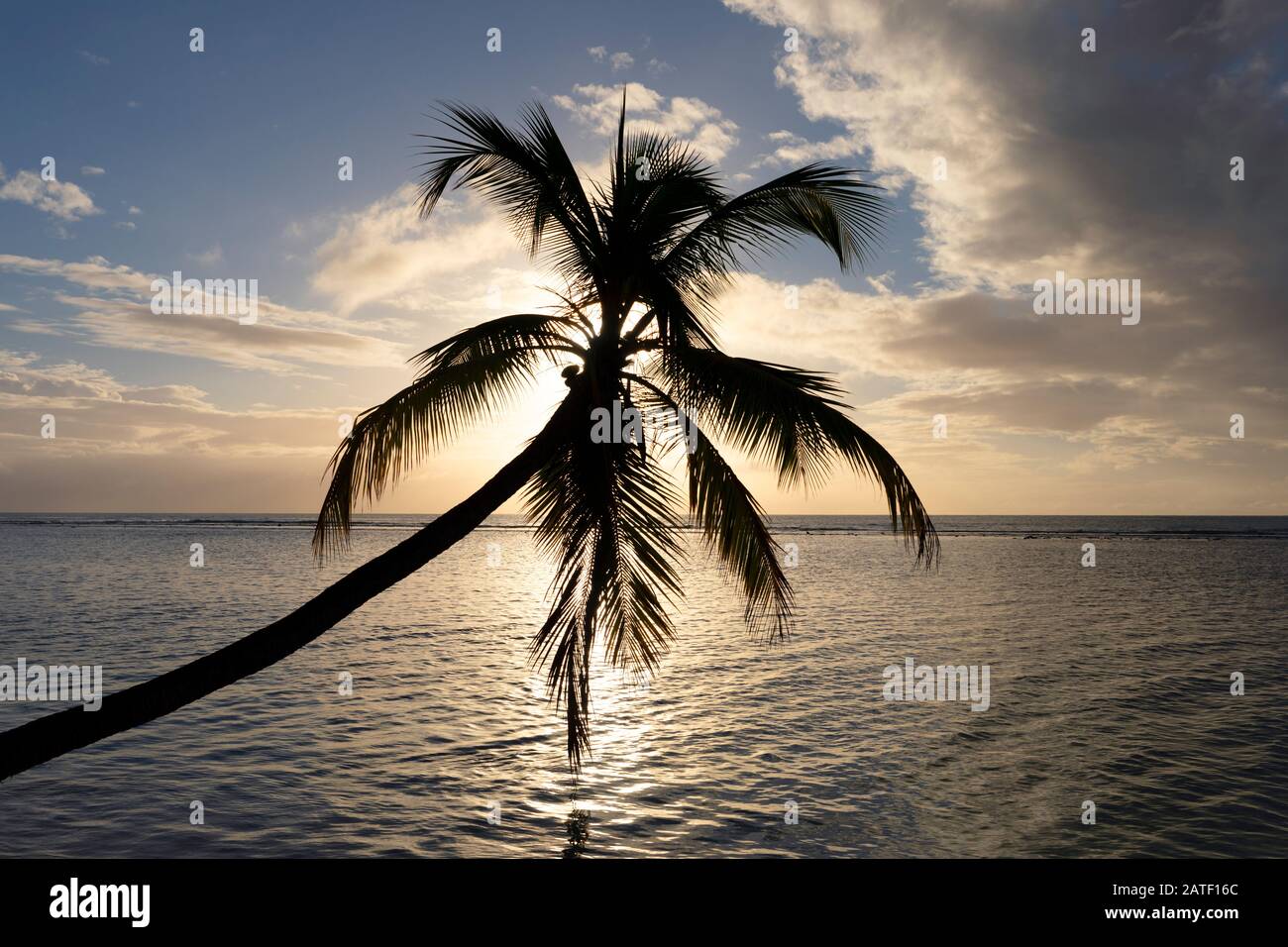 Albero di palma sopra il tramonto dell'acqua, Pigeon Point, Tobago, Trinidad e Tobago Foto Stock