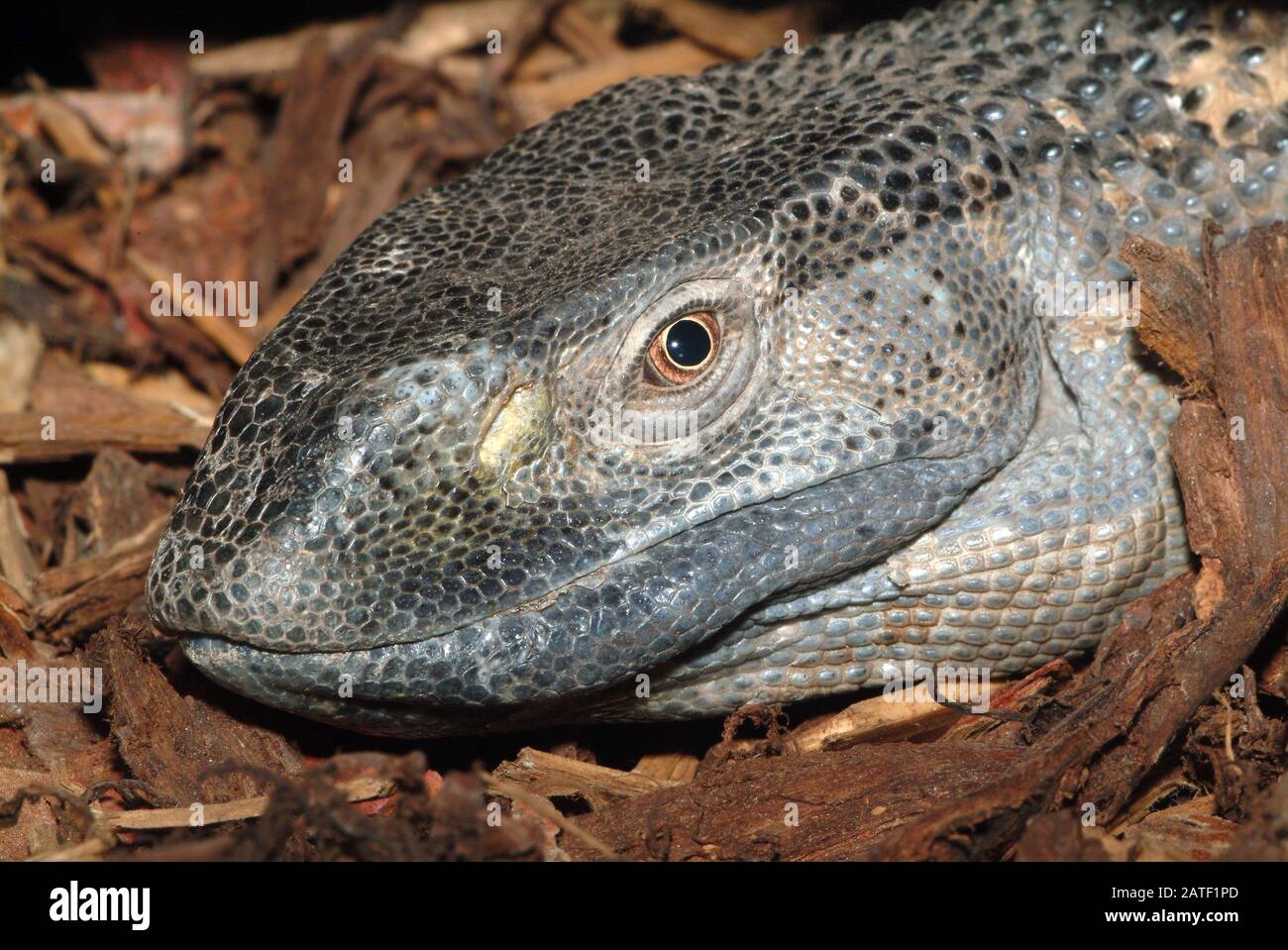 Rock monitor, monitor a gola bianca, Weißkehlwaran, Varanus albigularis ionidesi Foto Stock