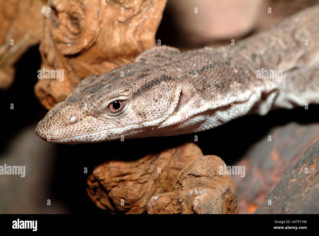 Monitor pygmy mulga o banda-coda goanna, Gillens Waran, Varanus gilleni Foto Stock