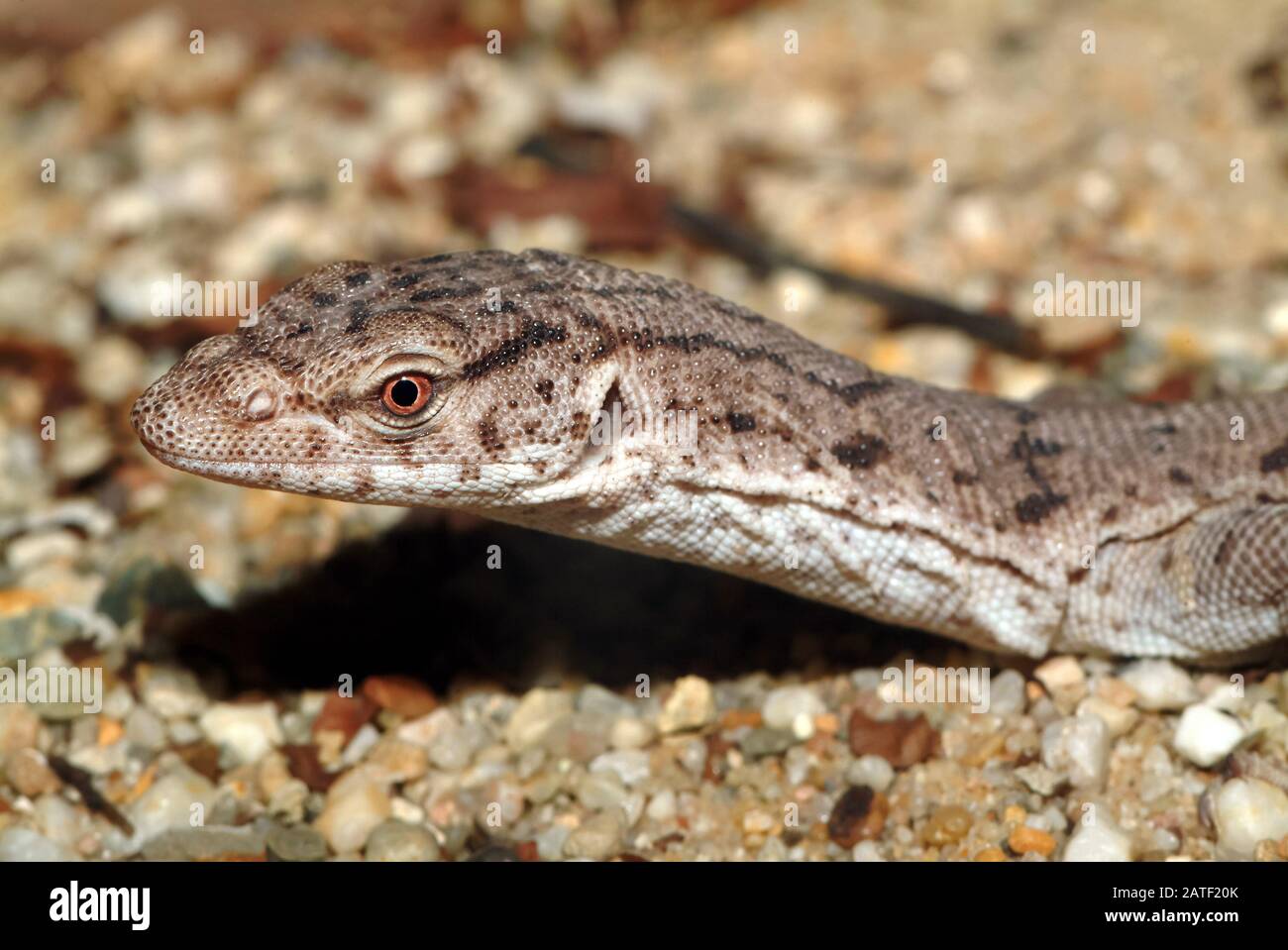 Monitor pygmy mulga o banda-coda goanna, Gillens Waran, Varanus gilleni Foto Stock