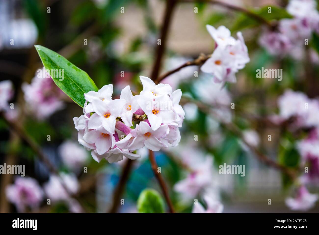 Un gruppo di fiori rosa ligh 4 lobed su un bholua Daphne 'Jacqueline Postill Bush in fine inverno Foto Stock
