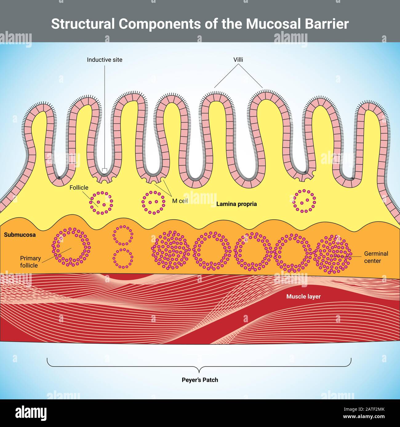 Componenti strutturali della barriera Mucosale illustrazione medica del vettore Illustrazione Vettoriale