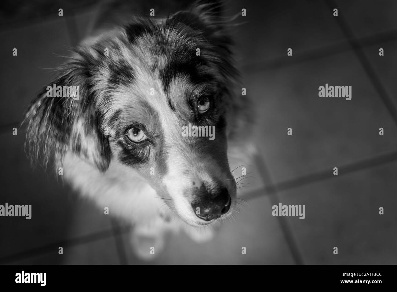 Vista aerea del pastore australiano in bianco e nero Foto Stock