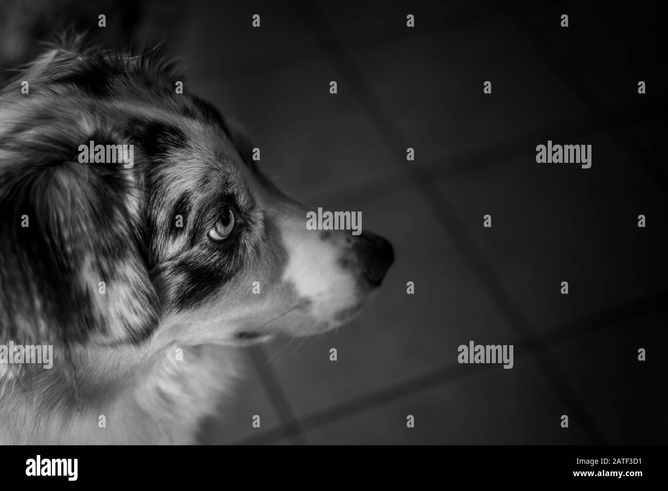 Vista aerea del pastore australiano in bianco e nero 2 Foto Stock