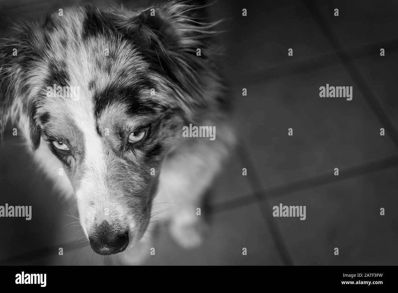 Veduta aerea del Pastore Australiano in bianco e nero 3 Foto Stock
