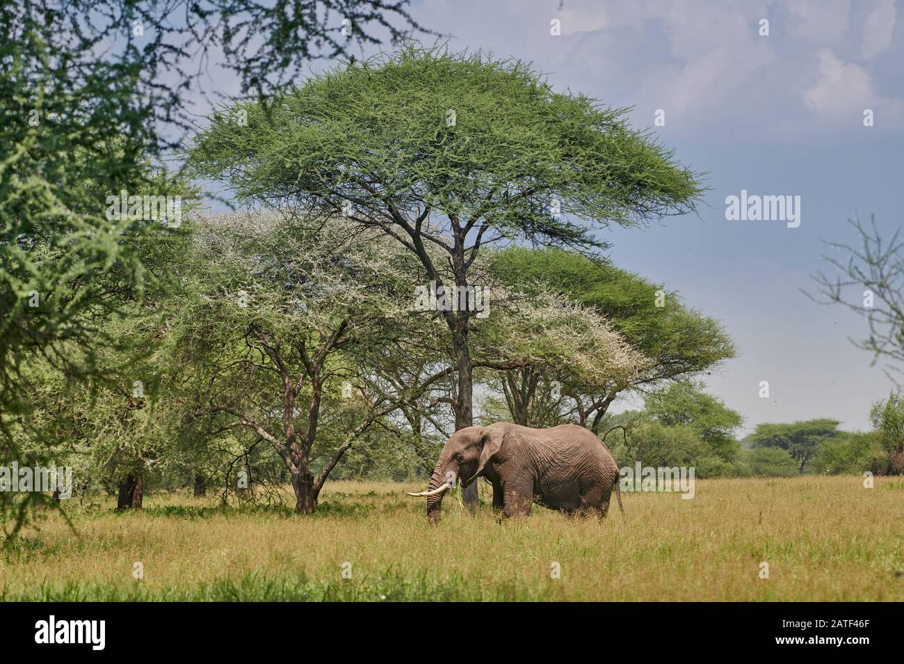 Elefante africano tra acacias, Loxodonta africana, nel Tarangire National Park, Tanzania, Africa Foto Stock