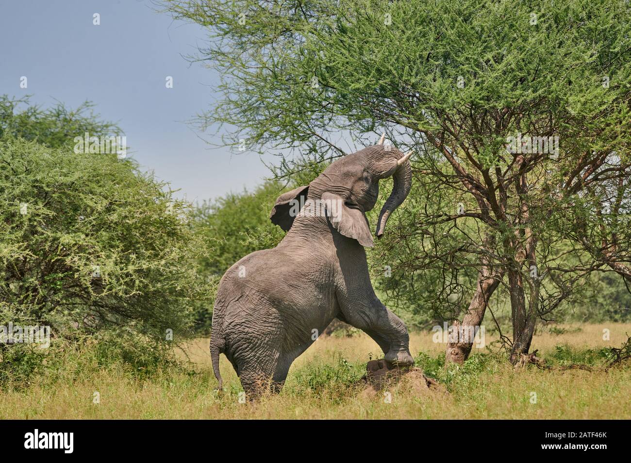 Elefante di macchia africana sulla collina di termite, Loxodonta africana, nel Parco Nazionale di Tarangire, Tanzania, Africa Foto Stock