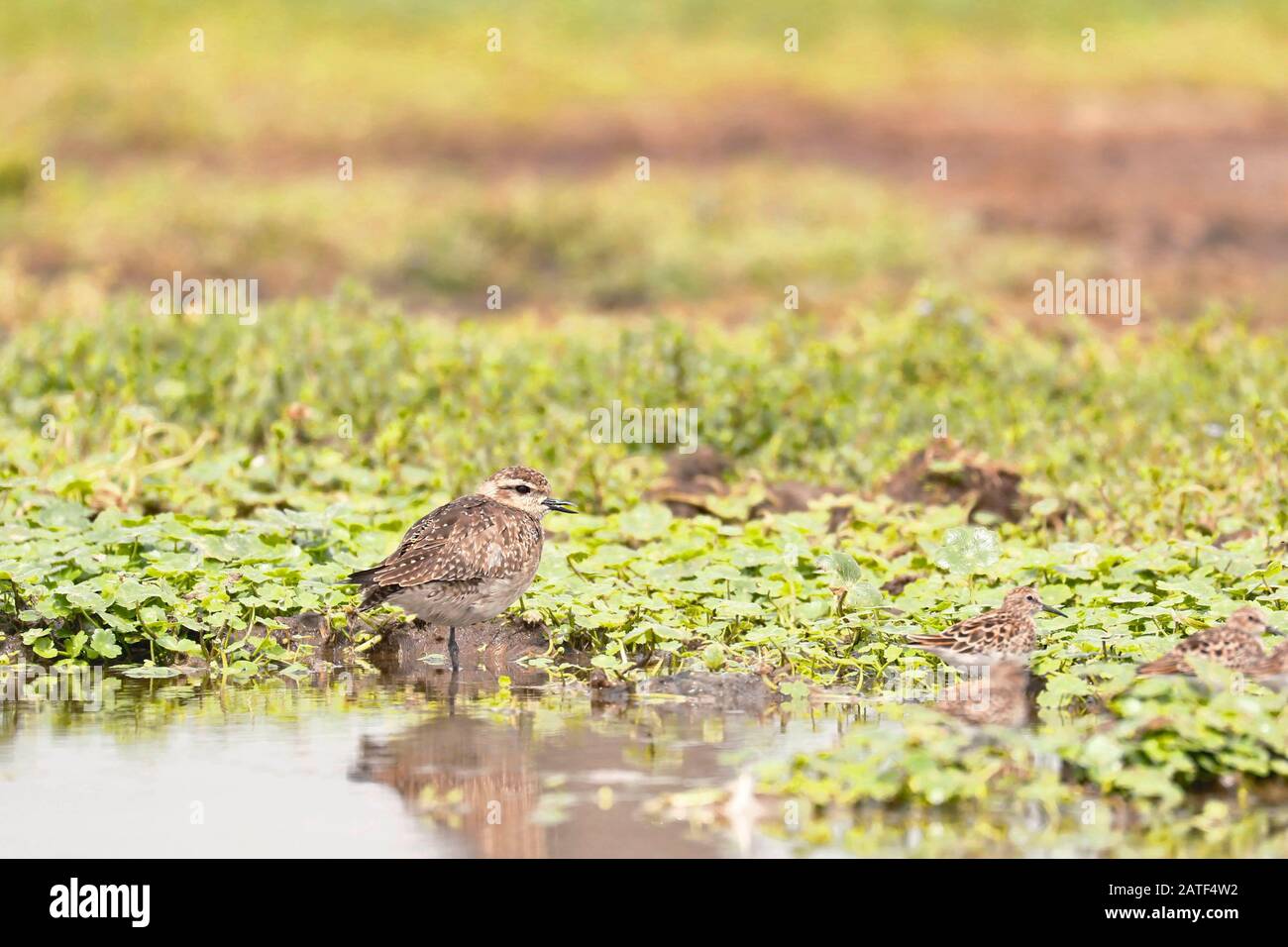 American GOLDEN-PLLOVER (Pluvialis dominica), un bellissimo uccello corto nel suo habitat naturale arroccato sulle rive della zona umida. Lima Perù Foto Stock