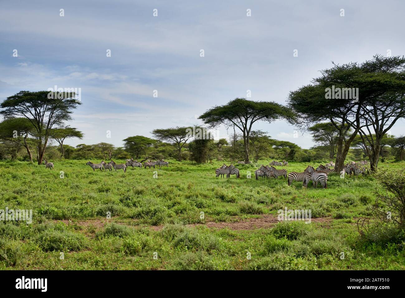 Mandria di pianure zebra (Equus quagga), Parco Nazionale Serengeti, sito patrimonio mondiale dell'UNESCO, Tanzania, Africa Foto Stock