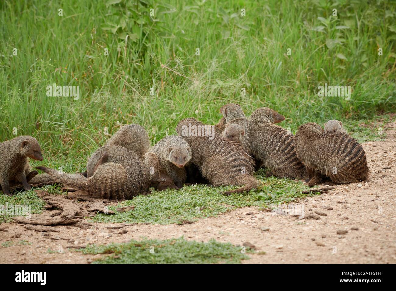 Pacchetto di monoca banded, Mungos mungo, Serengeti National Park, Tanzania, Africa Foto Stock