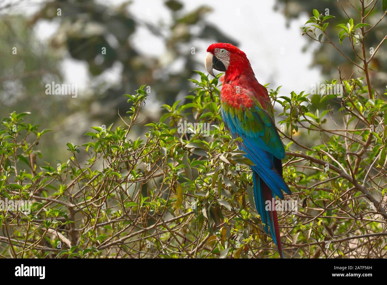 MACAW rosso E VERDE (Ara cloropterus), macaw bello e colorato arroccato su un albero alla ricerca di cibo. Lima Perù Foto Stock
