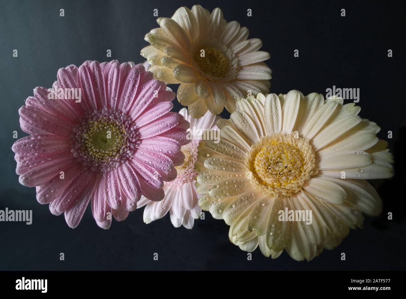 Macro grandangolare di un bouquet di fiori di Gerbera ricoperti di goccioline d'acqua Foto Stock