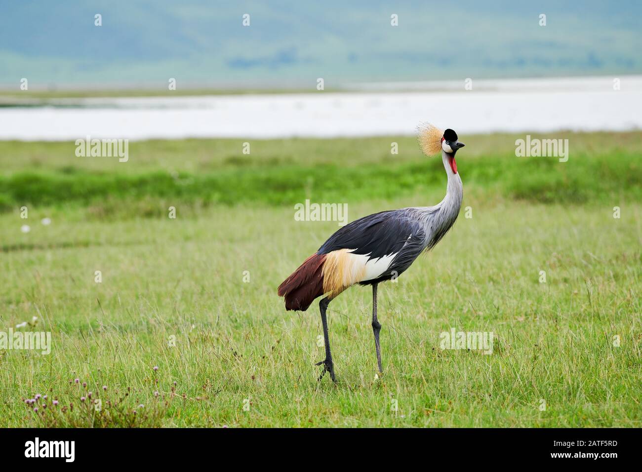 Gru coronata grigia (Balearia regolorum), Area di conservazione di Ngorongoro, Tanzania, Africa Foto Stock