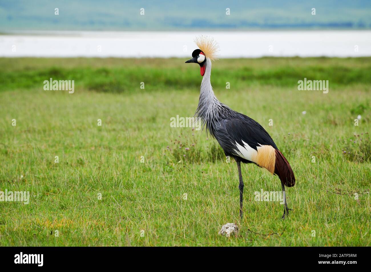 Gru coronata grigia (Balearia regolorum), Area di conservazione di Ngorongoro, Tanzania, Africa Foto Stock