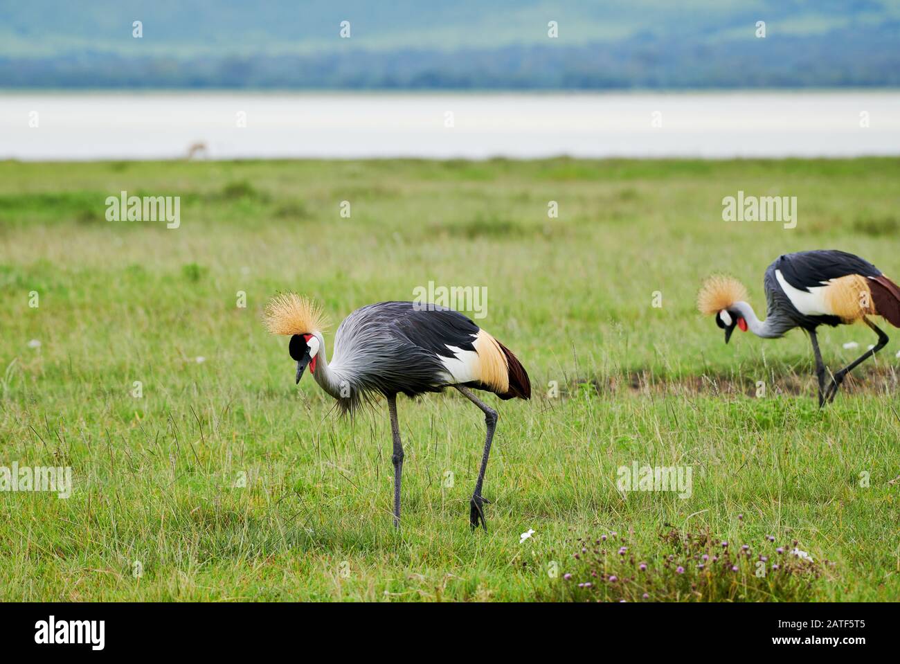 Gru coronata grigia (Balearia regolorum), Area di conservazione di Ngorongoro, Tanzania, Africa Foto Stock