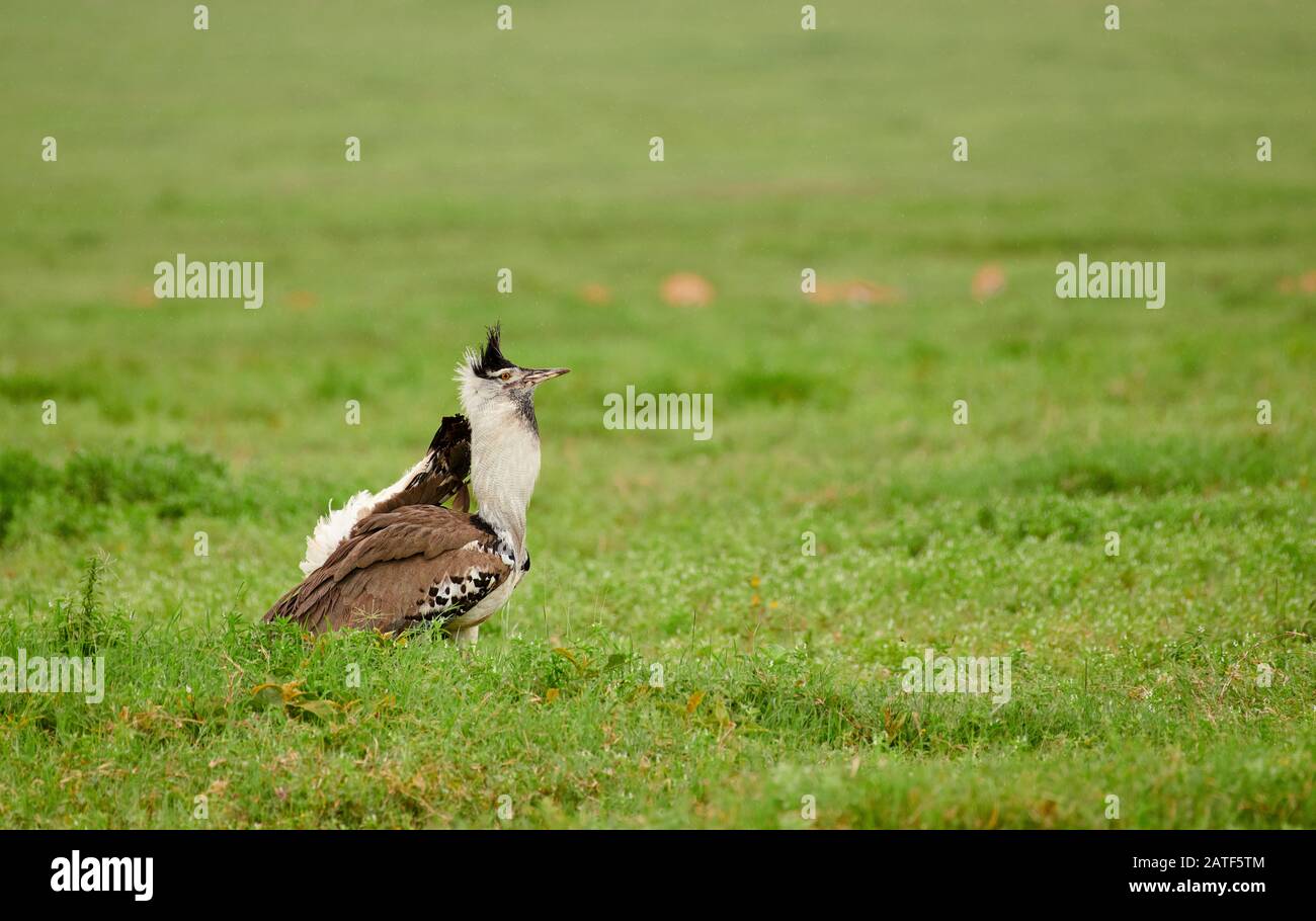 Corteggiamento kori bustard (Ardeotis kori struthiunculus), Area di conservazione di Ngorongoro, Tanzania, Africa Foto Stock
