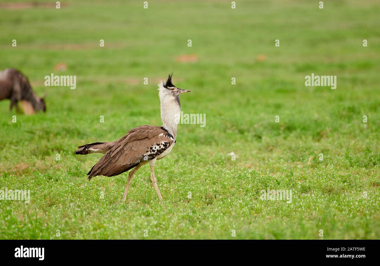 Corteggiamento kori bustard (Ardeotis kori struthiunculus), Area di conservazione di Ngorongoro, Tanzania, Africa Foto Stock