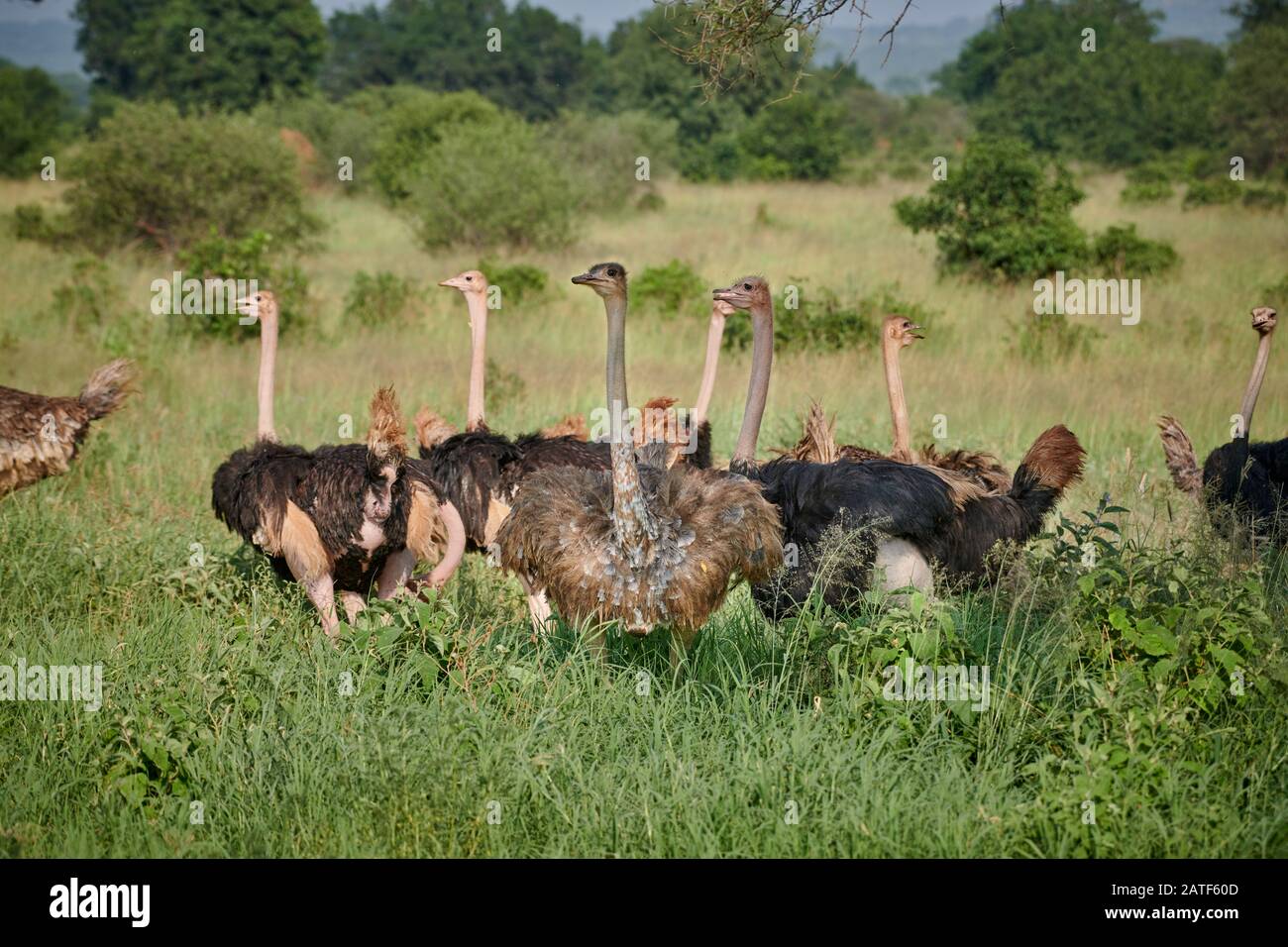 Gruppo di Ostrich, Strutio camelus, Parco Nazionale Tarangire, Tanzania, Africa Foto Stock