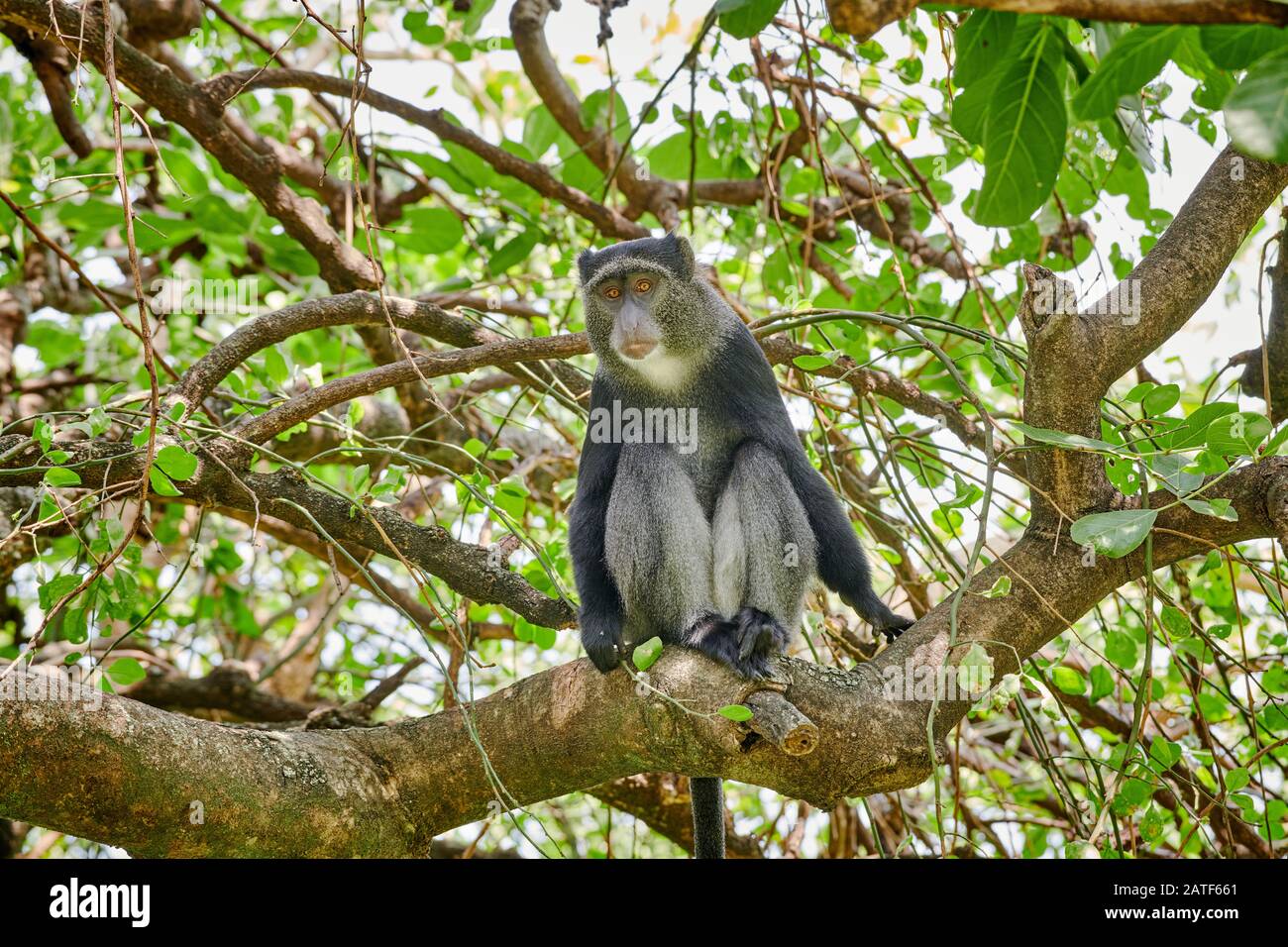 Scimmia blu o scimmia diademed seduto su un ramo (Cercopithecus mitis), Parco Nazionale del Lago Manyara, Tanzania, Africa Foto Stock