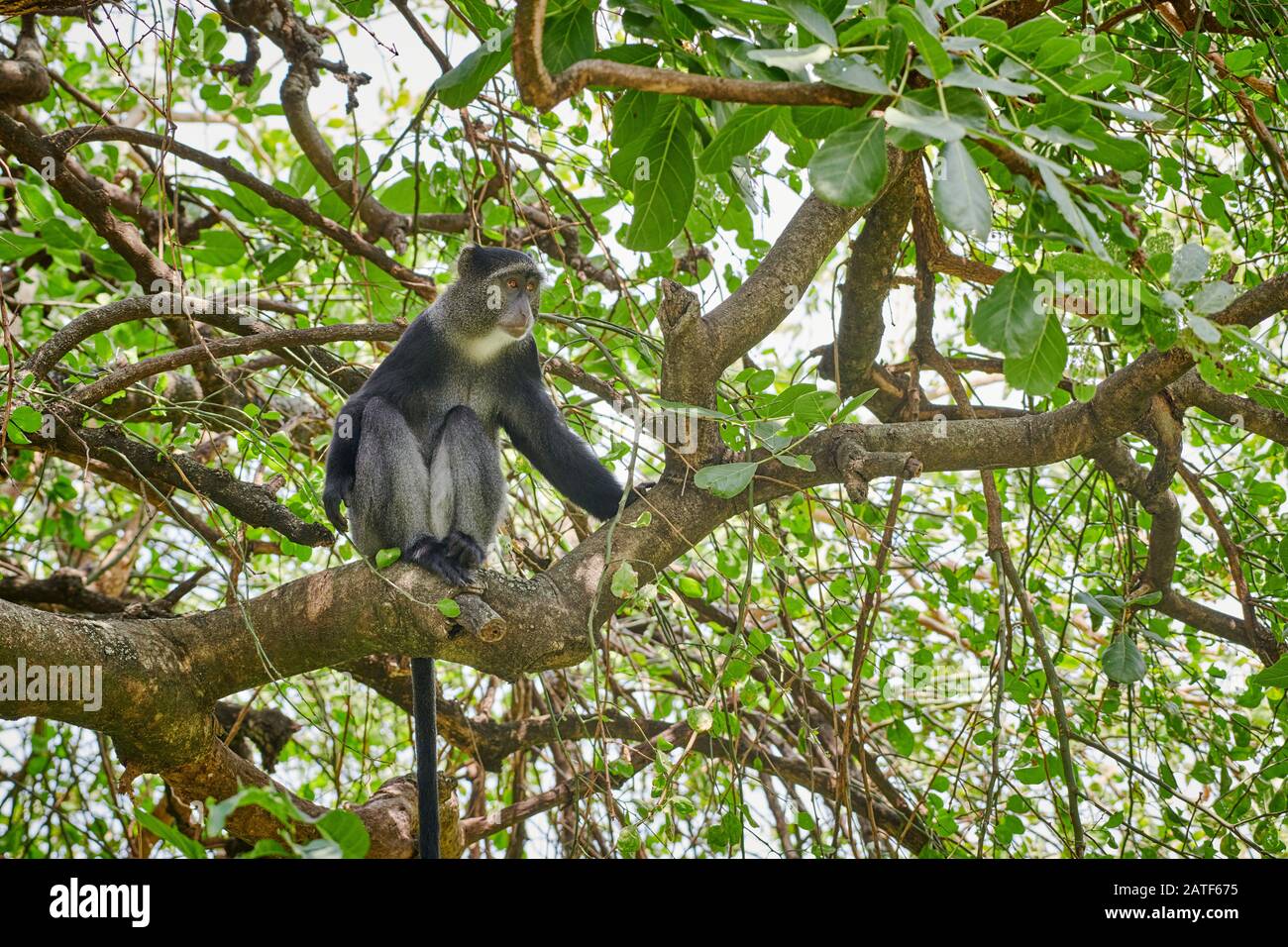 Scimmia blu o scimmia diademed seduto su un ramo (Cercopithecus mitis), Parco Nazionale del Lago Manyara, Tanzania, Africa Foto Stock
