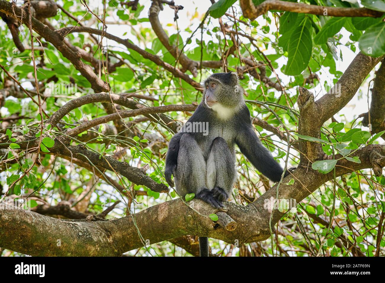 Scimmia blu o scimmia diademed seduto su un ramo (Cercopithecus mitis), Parco Nazionale del Lago Manyara, Tanzania, Africa Foto Stock