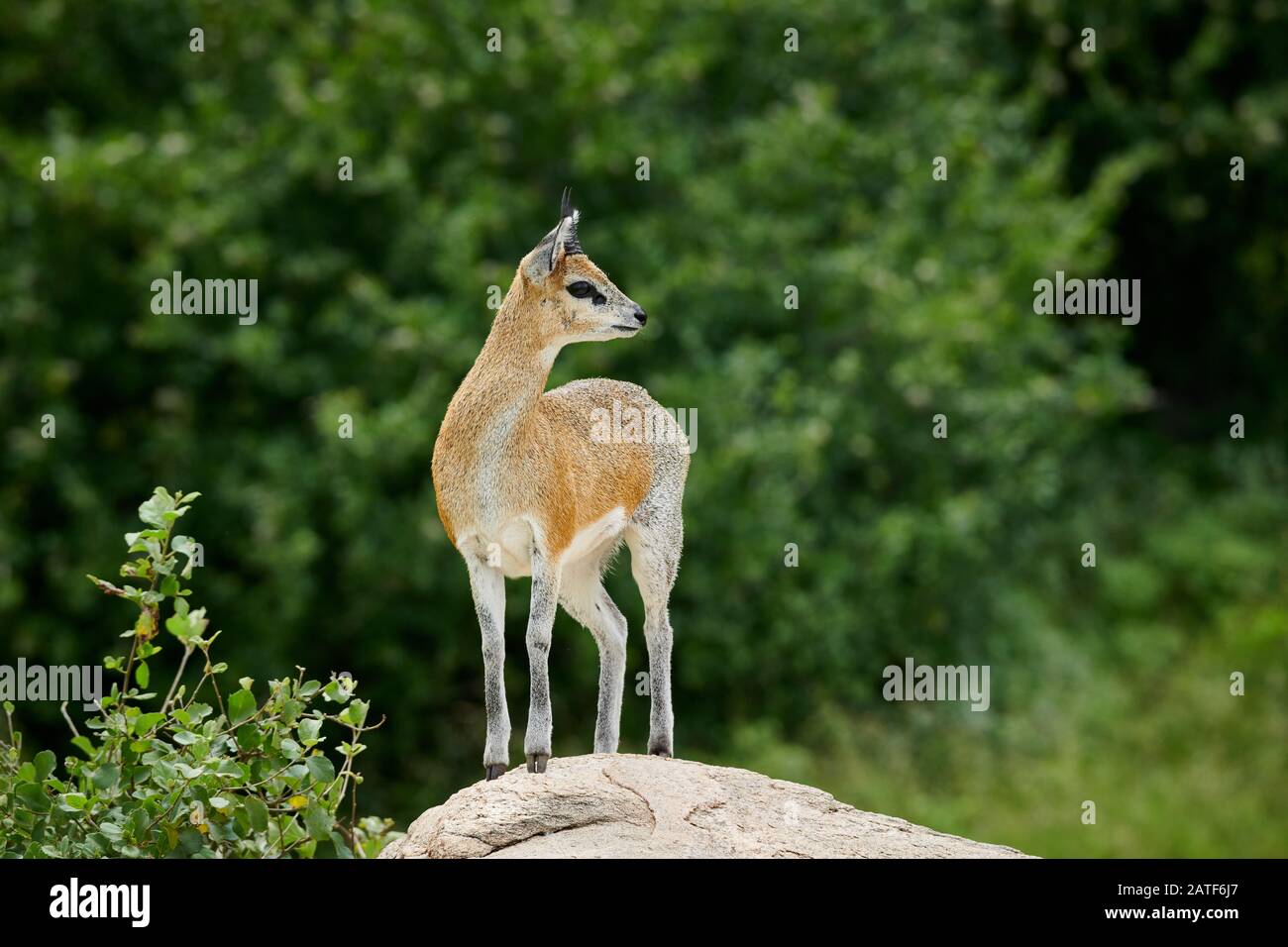 Antilope di Klipspringer (Oreotragus oreotragus), Parco Nazionale di Manyara, Tanzania, Africa Foto Stock