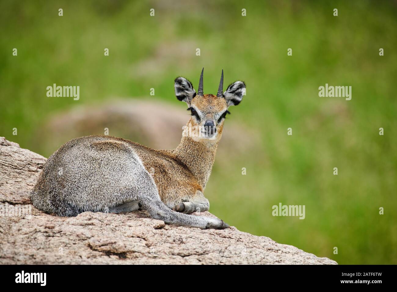Antilope di Klipspringer (Oreotragus oreotragus), Parco Nazionale di Manyara, Tanzania, Africa Foto Stock