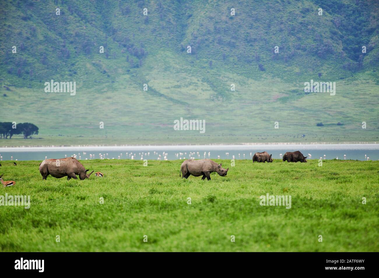 Quattro rinoceronti neri o rinoceronti a gabbiano (Diceros bicornis), rinoceronti, Ngorongoro Conservation Area, Tanzania, Africa Foto Stock