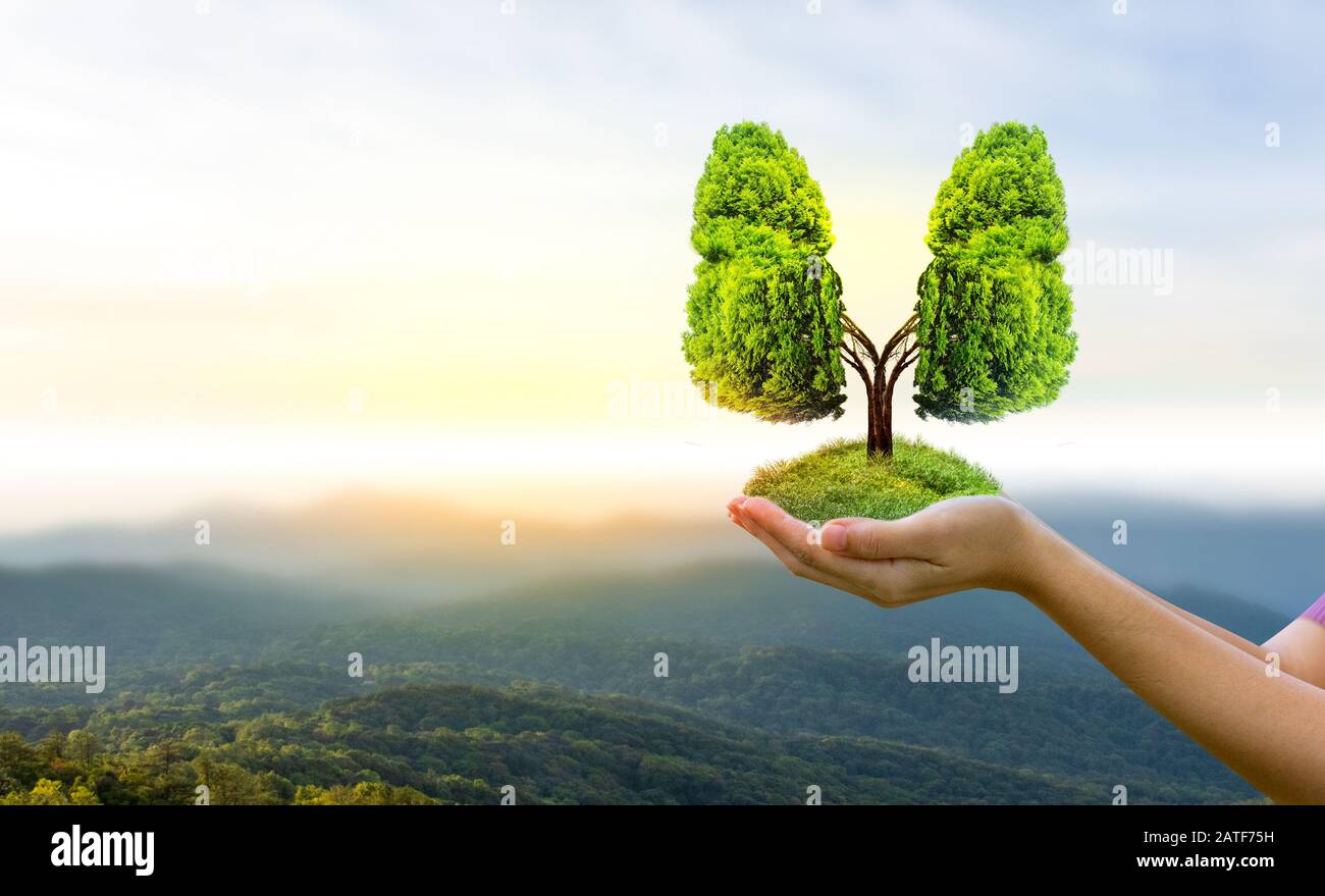 Polmone verde a forma di albero di immagini, concetti medici, autopsia, visualizzazione 3D e animali come un elemento Foto Stock