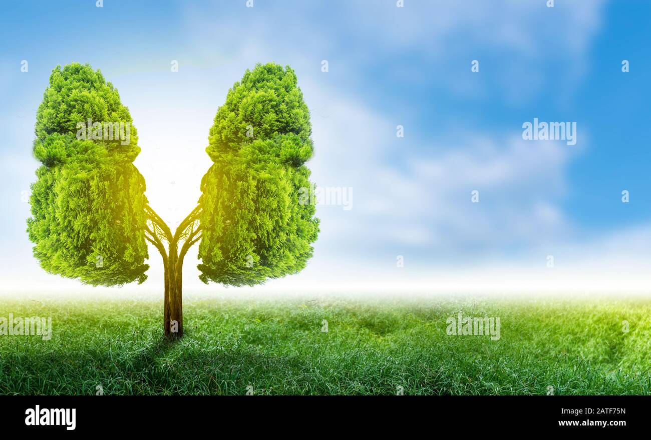 Polmone verde a forma di albero di immagini, concetti medici, autopsia, visualizzazione 3D e animali come un elemento Foto Stock