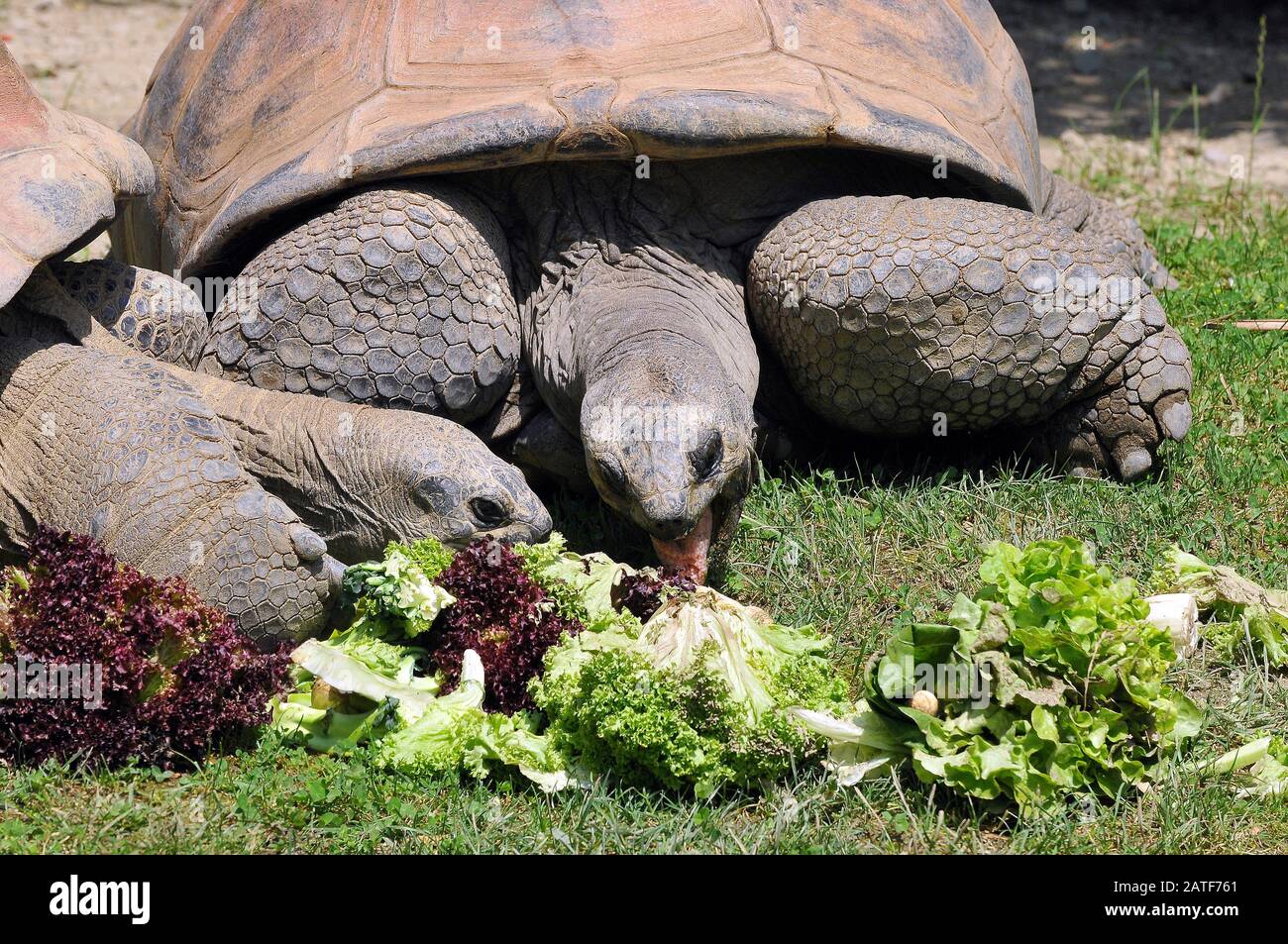 Tartaruga gigante delle Seychelles, Aldabra-Riesenschildkröte, Tortua géante des Seychelles, Aldabrachelys gigantea holissa Foto Stock