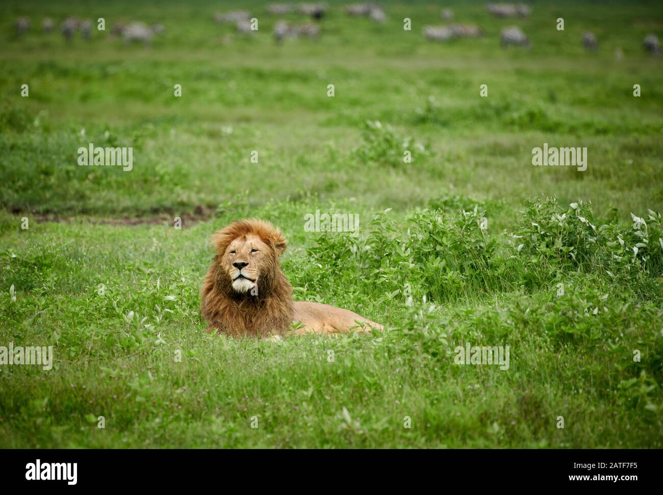 Grande leone maschile (panthera leo) nell'area di conservazione di Ngorongoro, Tanzania, Africa Foto Stock