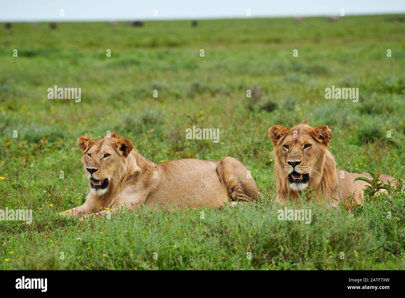 Due giovani leoni maschi (Panthera leo) nel Parco Nazionale del Serengeti, patrimonio mondiale dell'UNESCO, Tanzania, Africa Foto Stock