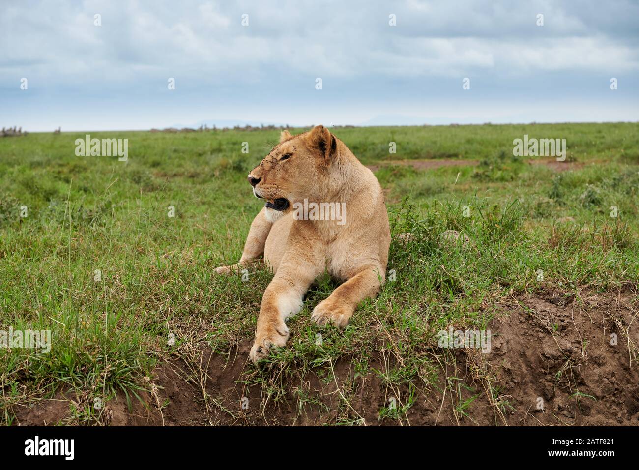 Contessa, leone (panthera leo) nel Parco Nazionale Serengeti, patrimonio mondiale dell'UNESCO, Tanzania, Africa Foto Stock