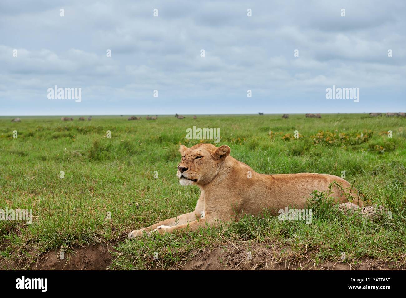 Contessa, leone (panthera leo) nel Parco Nazionale Serengeti, patrimonio mondiale dell'UNESCO, Tanzania, Africa Foto Stock