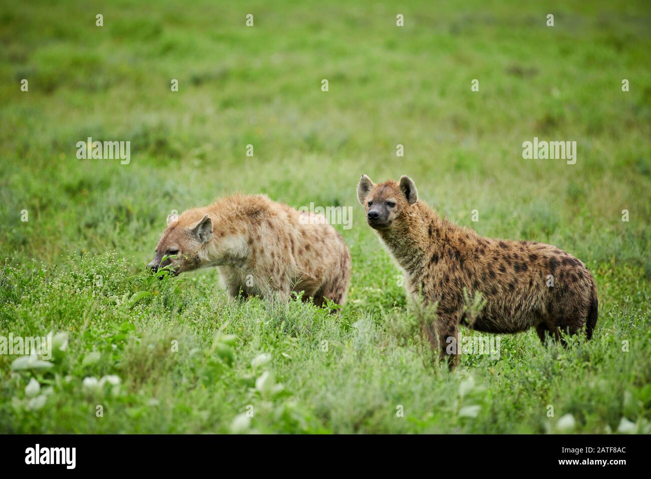 Due iene a macchie (Crocuta crocuta) nel Parco Nazionale del Serengeti, sito patrimonio mondiale dell'UNESCO, Tanzania, Africa Foto Stock