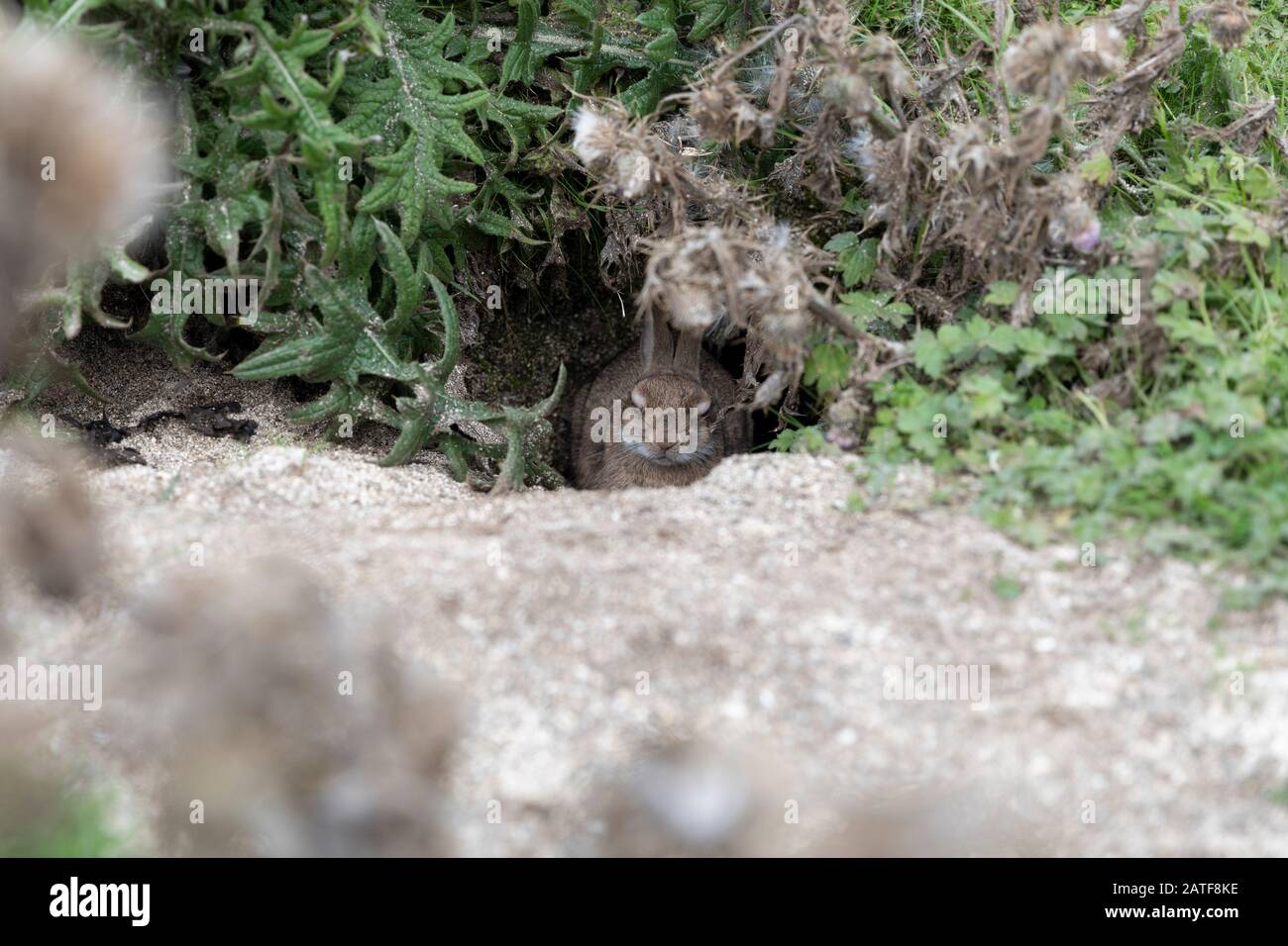 Coniglio in buca su Coral Beach sull'isola di Skye Foto Stock