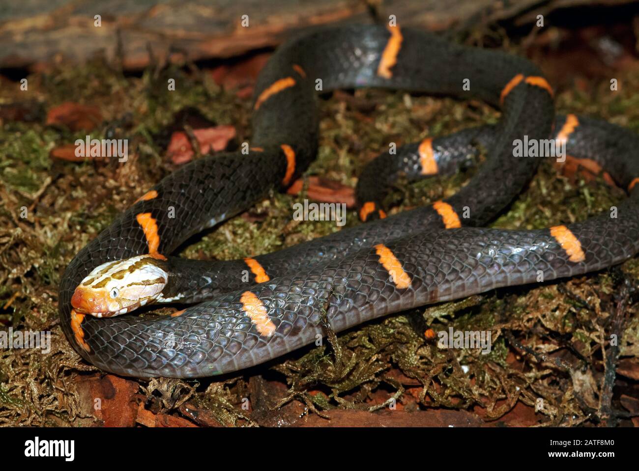 viper della FEA, FEA-Viper, Vipère de FEA, Azemiops feae, serpente velenoso Foto Stock