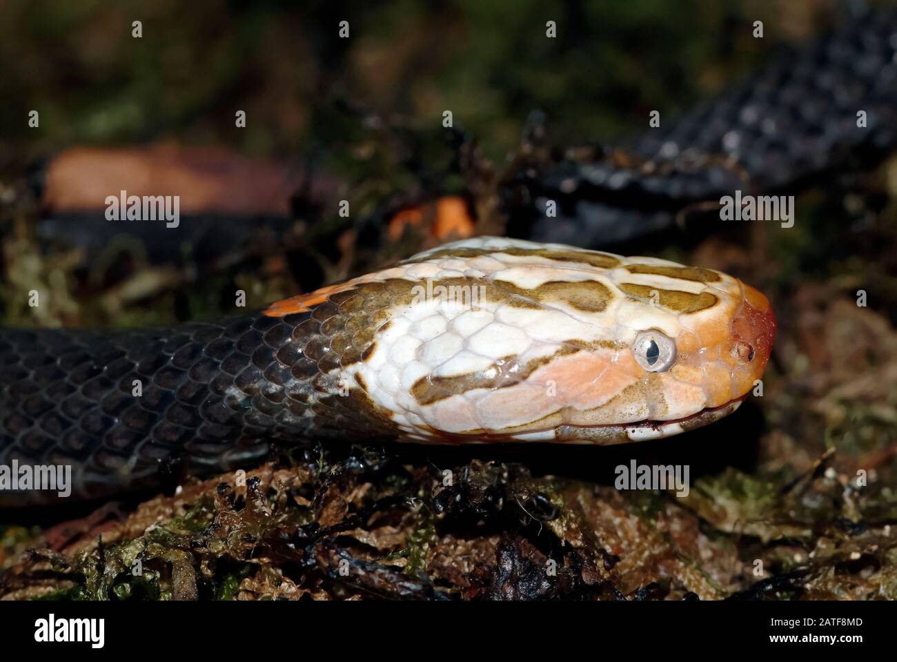 viper della FEA, FEA-Viper, Vipère de FEA, Azemiops feae, serpente velenoso Foto Stock