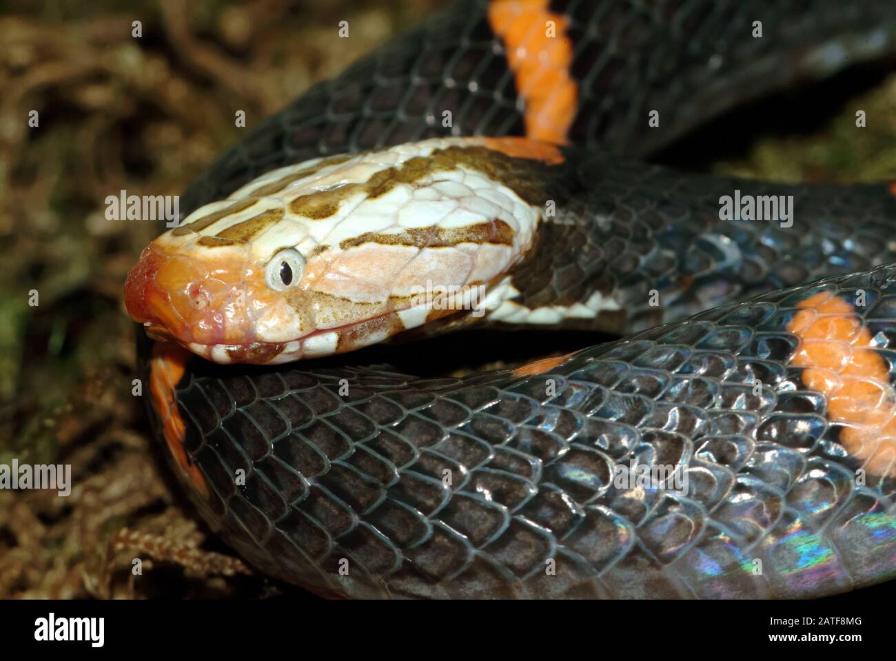 viper della FEA, FEA-Viper, Vipère de FEA, Azemiops feae, serpente velenoso Foto Stock