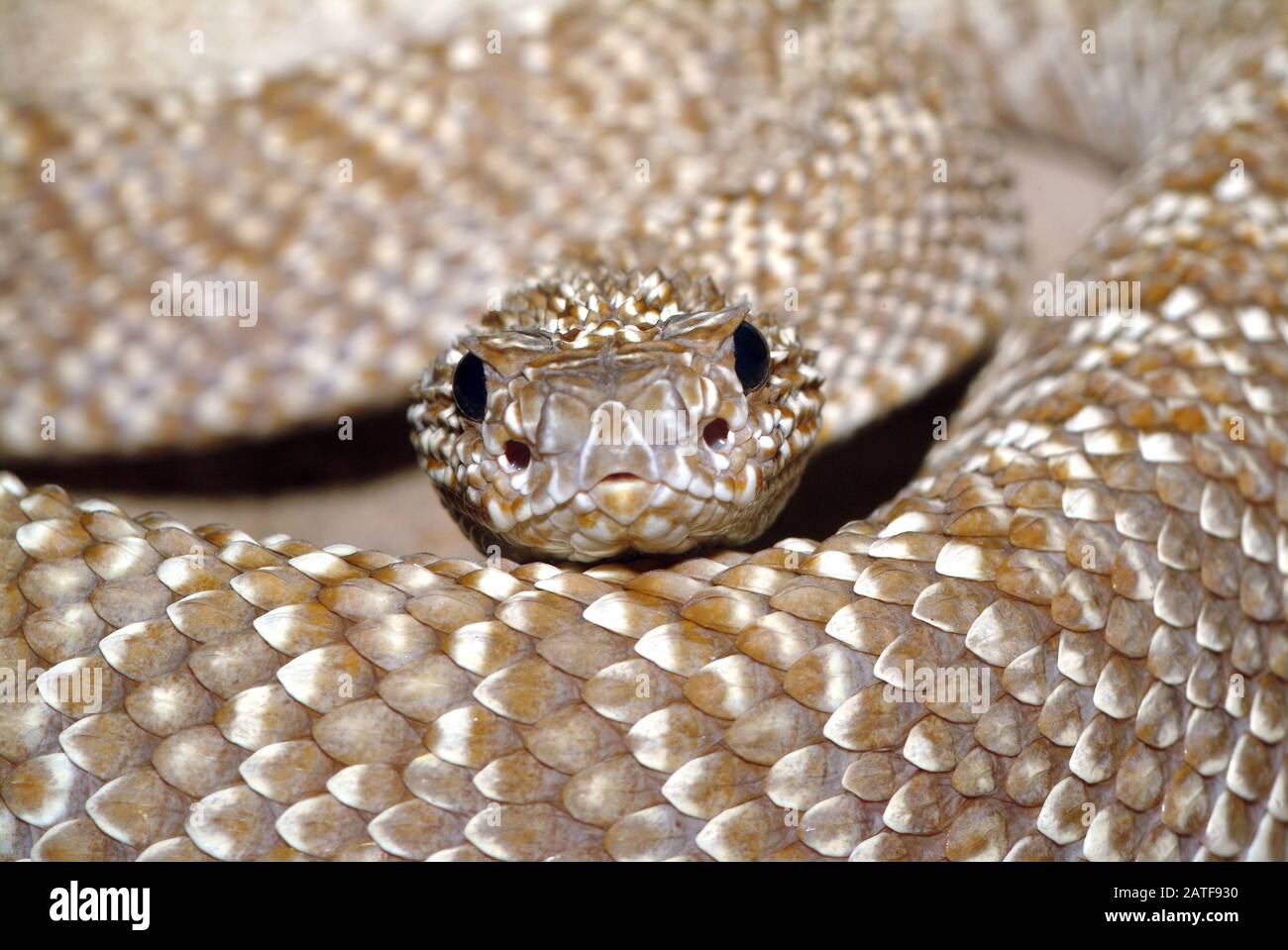 Rattlesnake di Uracoan, Crotalus vegrdis, csörgőkígyó, serpente velenoso Foto Stock