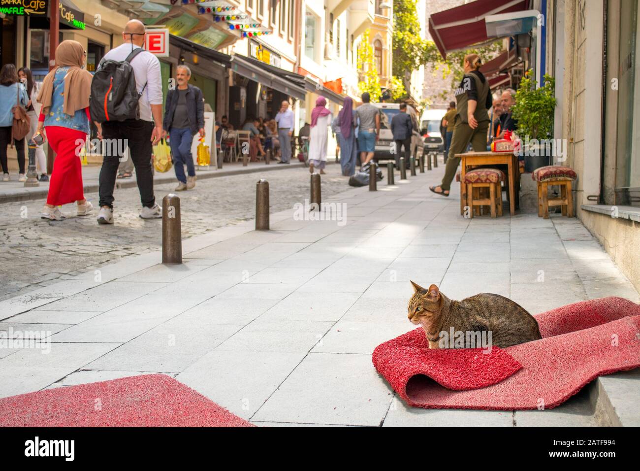 Una pastella grigia e marrone striata si rilassa su un tappeto rosso mentre i Turchi locali fanno shopping e passano nel quartiere Karakoy di Istanbul Turchia. Foto Stock