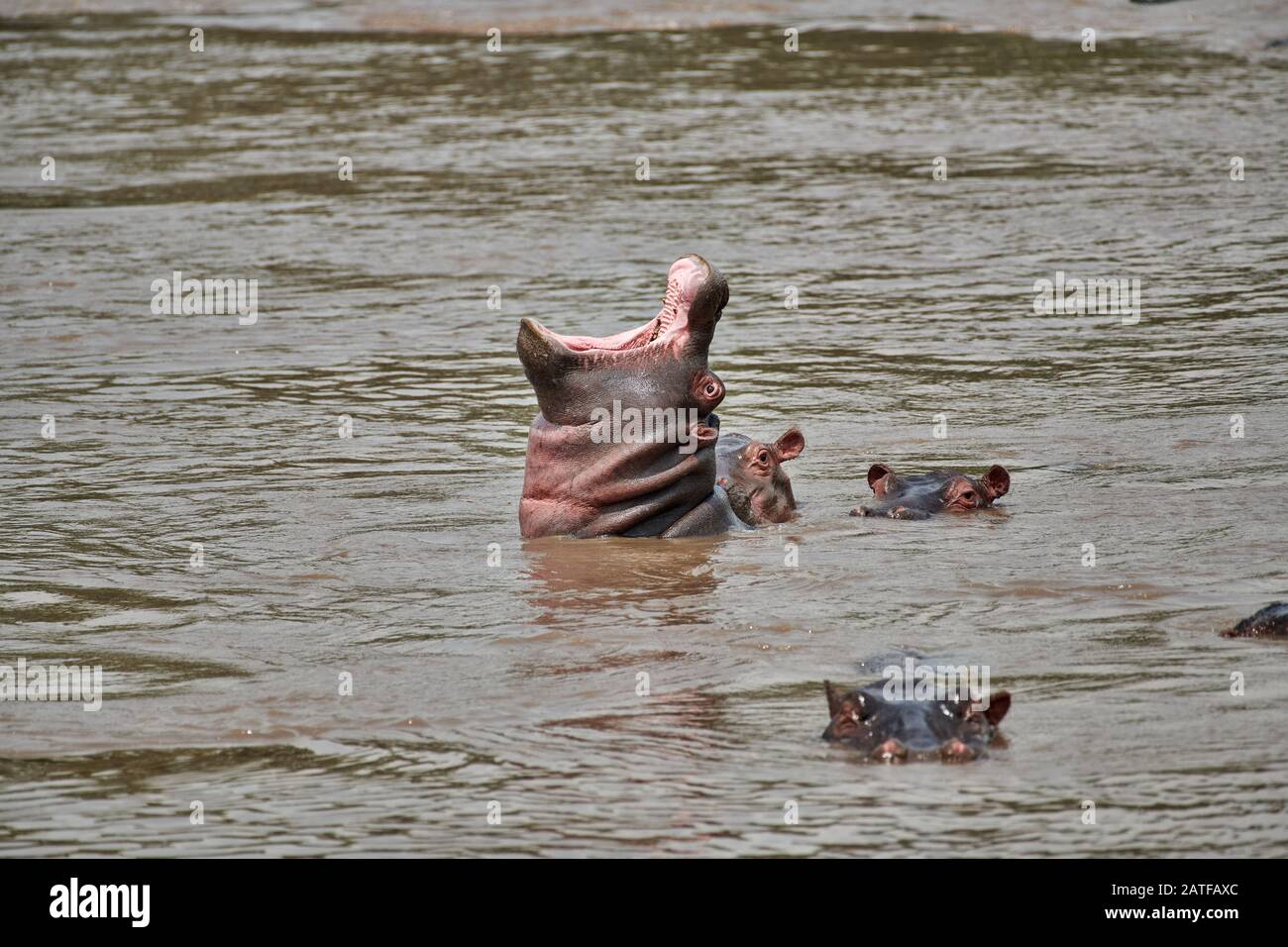 Ippopotamo nascente (Hippopotamus anfibio) nella famosa Hippo-Pool del Serengeti National Park, sito patrimonio dell'umanità dell'UNESCO, Tanzania, Africa Foto Stock